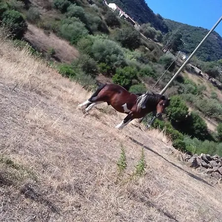 Azienda Agrituristica La Janna Di La Faj * Budoni